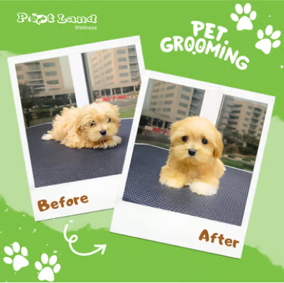 before and after dog