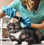 welcome_to_petland_image_01